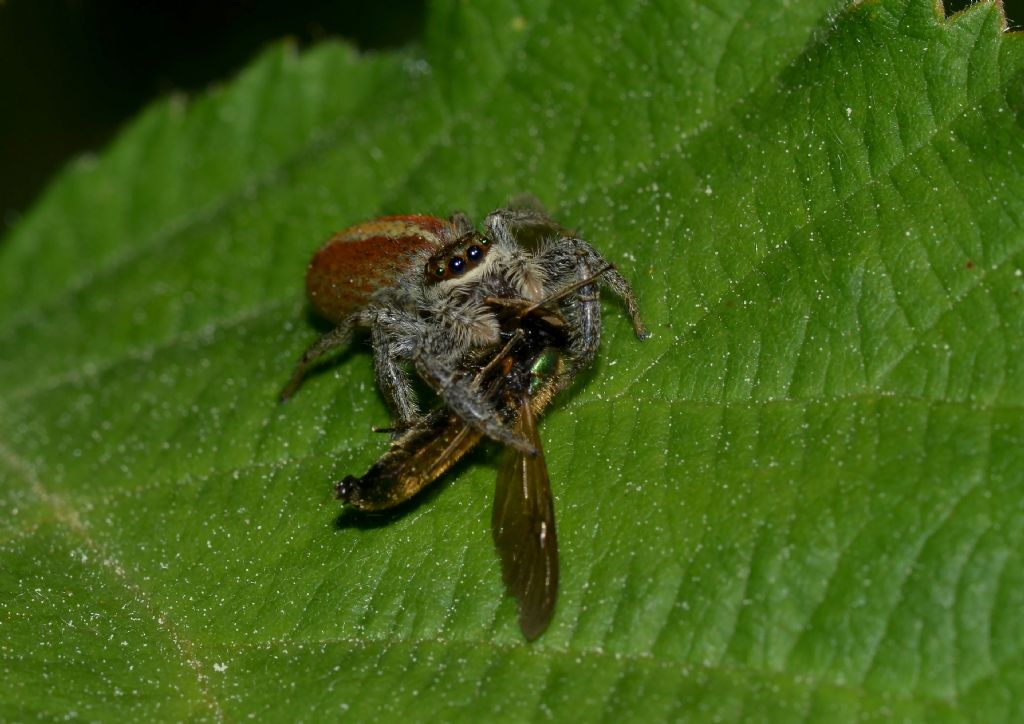 Salticidae:  Marpissa pomatia  - Grosseto